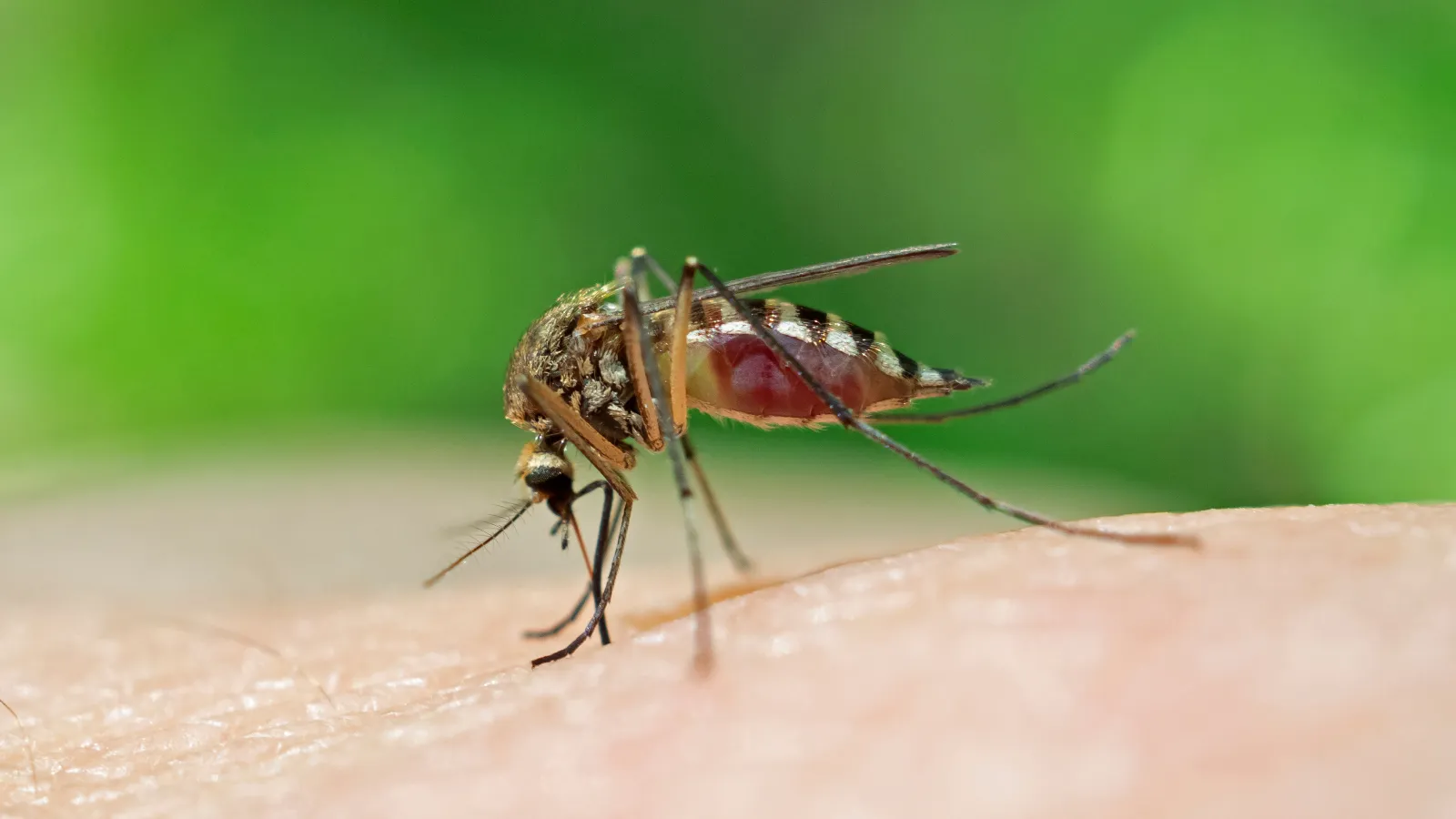 Mosquito Control: Protect Your Family From West Nile & Zika